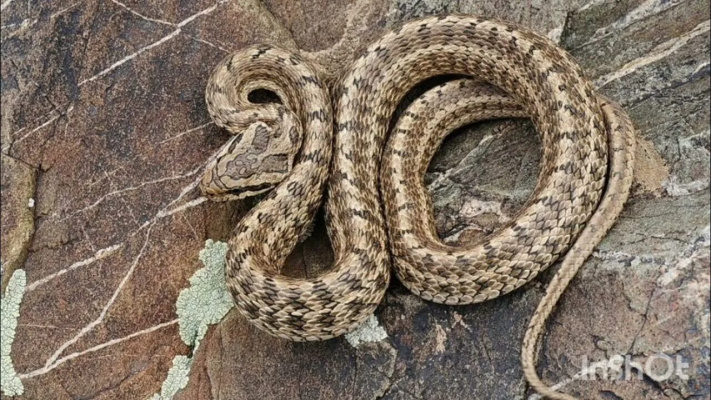 Встречи со змеями