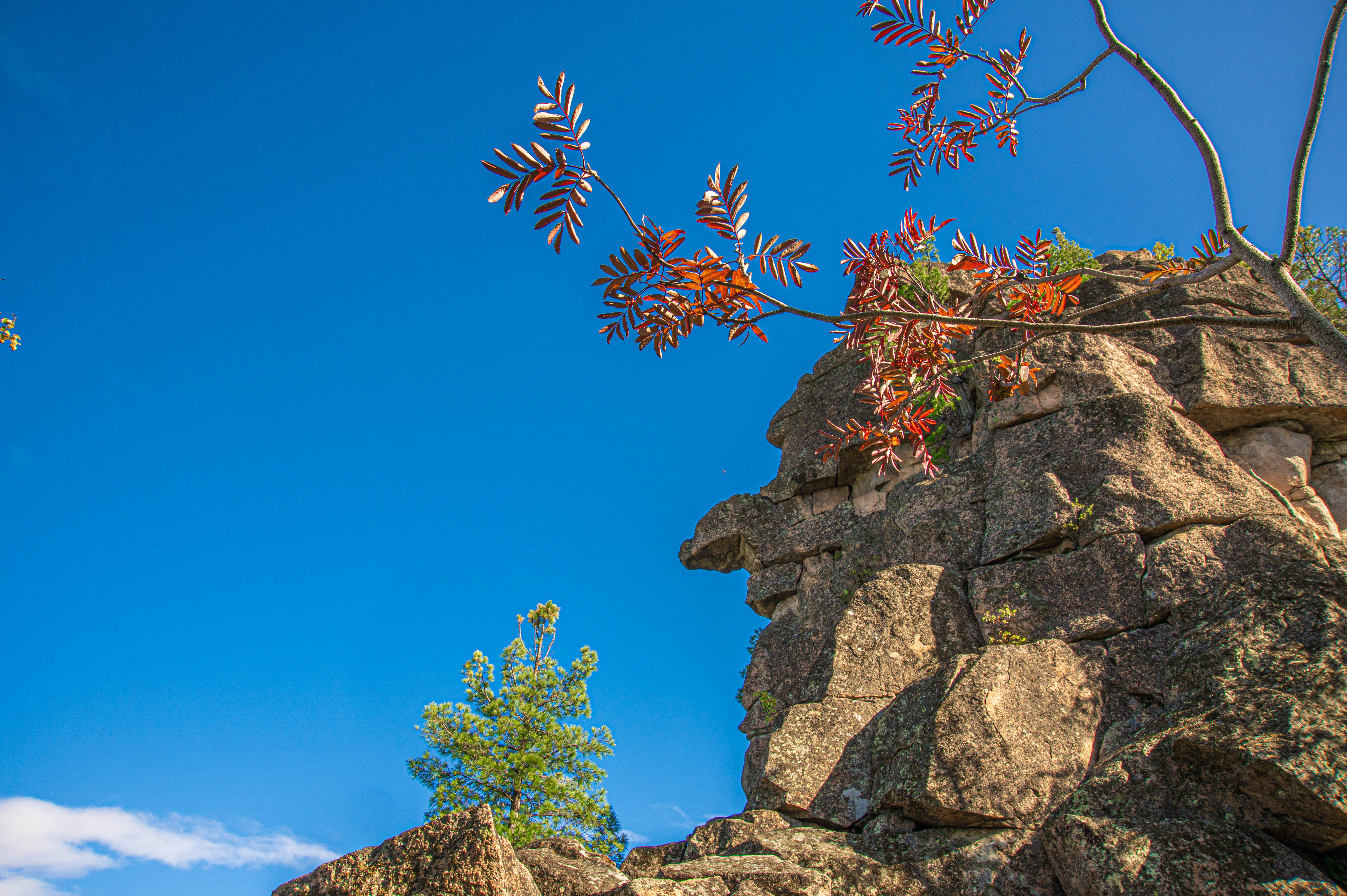 Nature photo 2