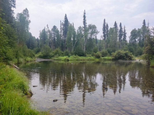 Чайский