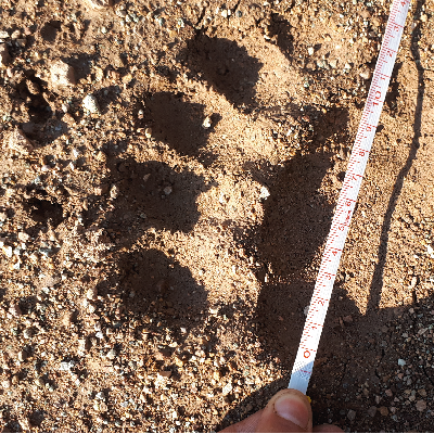 Скорое пробуждение медведей, клещей, змей 