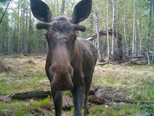 Кочергатский