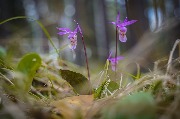 DSC09064 орхидеи Калипсо.jpg