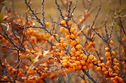 Облепиха_у_деревни_Раздолье_Усольский_район