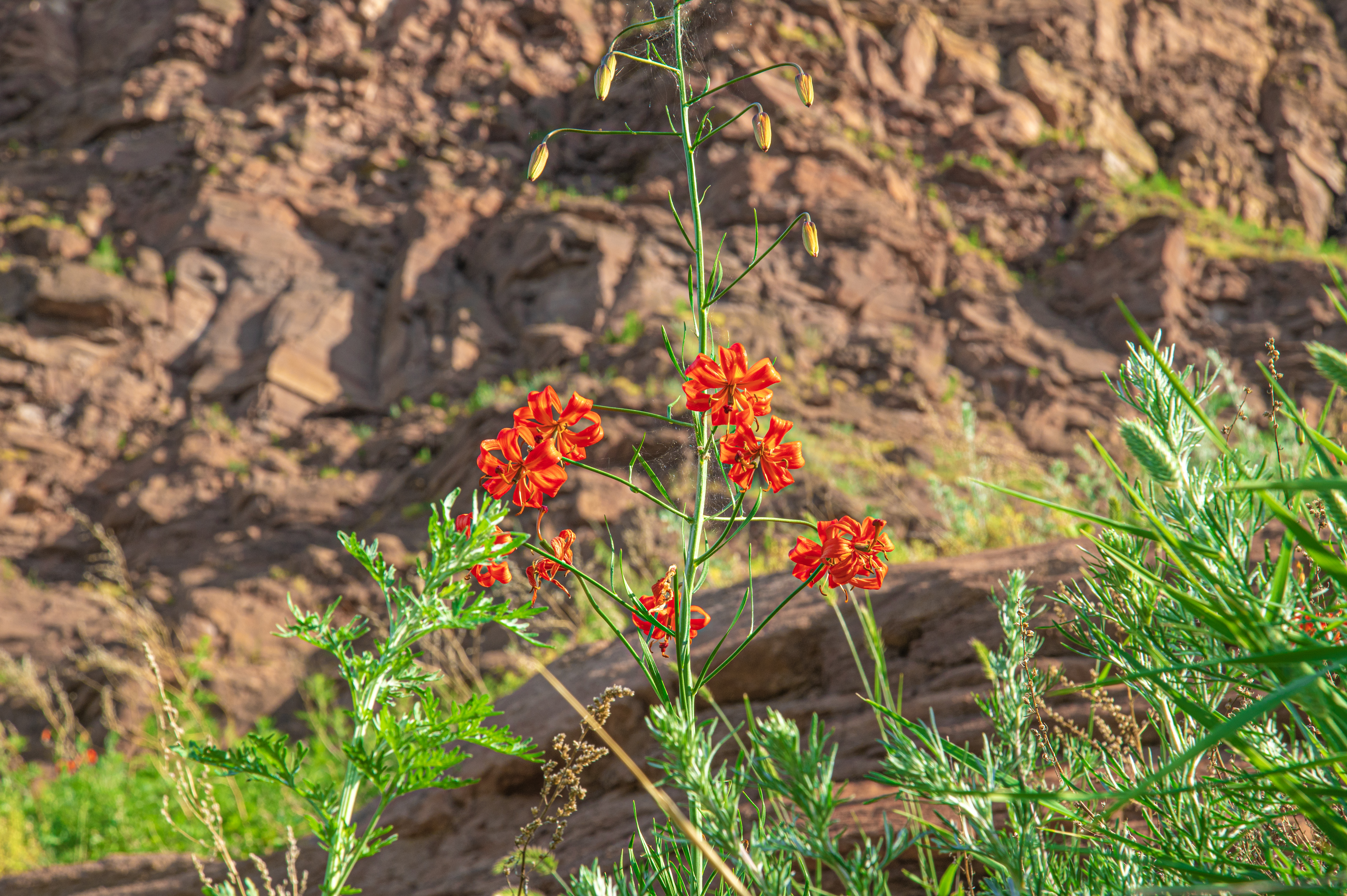 Nature photo 2