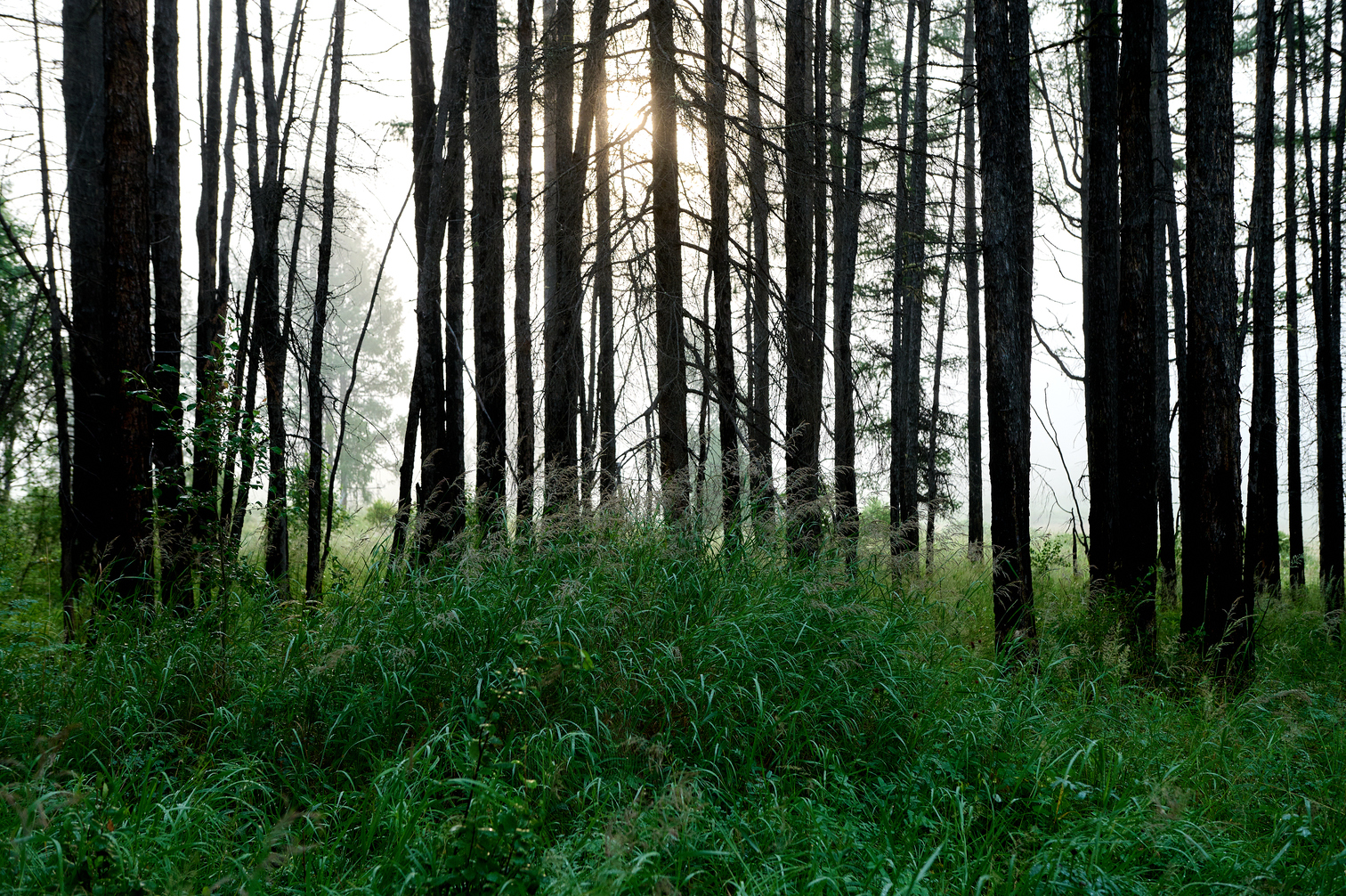 Nature photo 2