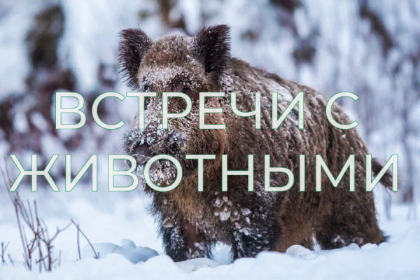 Правила поведения при встрече с ЖИВОТНЫМИ НА ООПТ