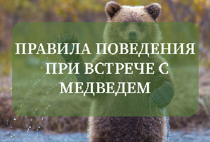 Правила поведения при встрече с медведем в лесу