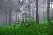 Кайский бор